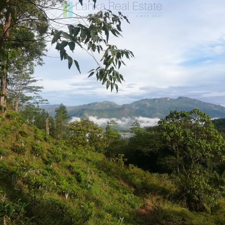 Thirty three acres in hill country with small tea estate
