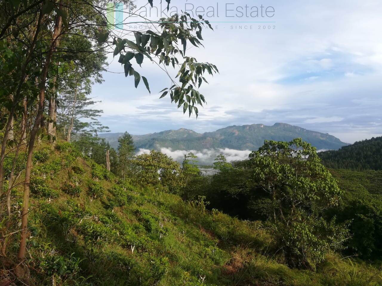 Thirty three acres in hill country with small tea estate