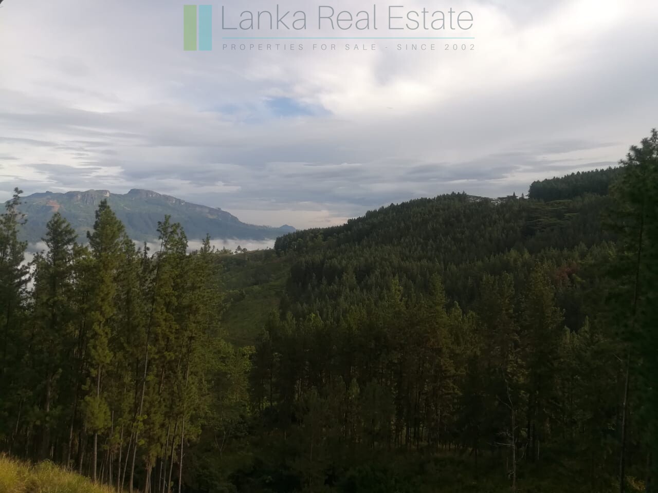 Thirty three acres in hill country with small tea estate