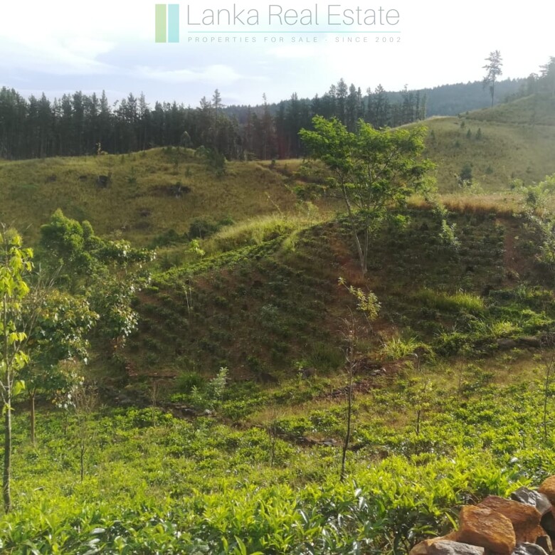 Thirty three acres in hill country with small tea estate