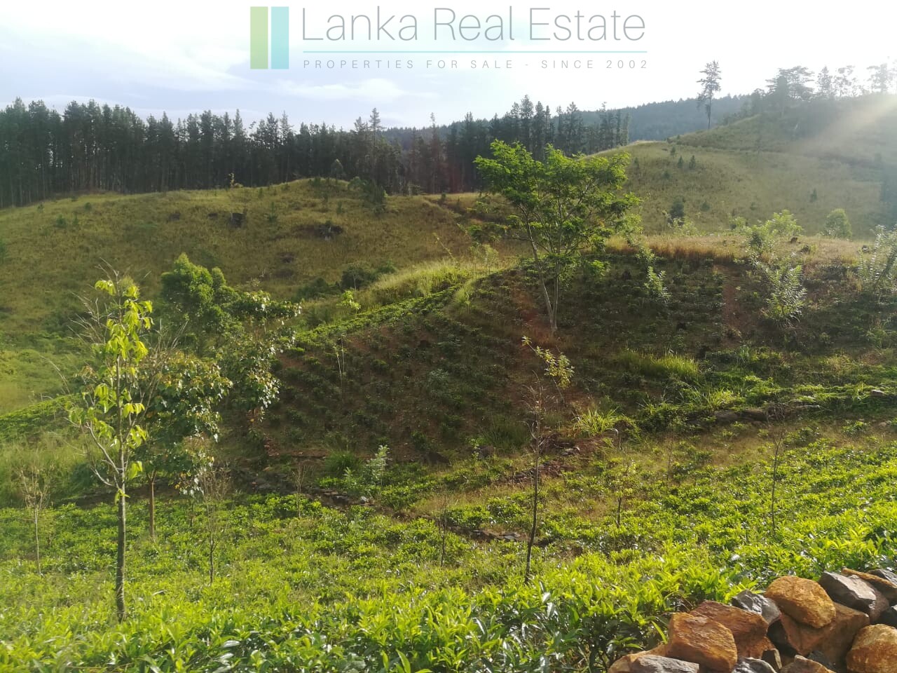 Thirty three acres in hill country with small tea estate
