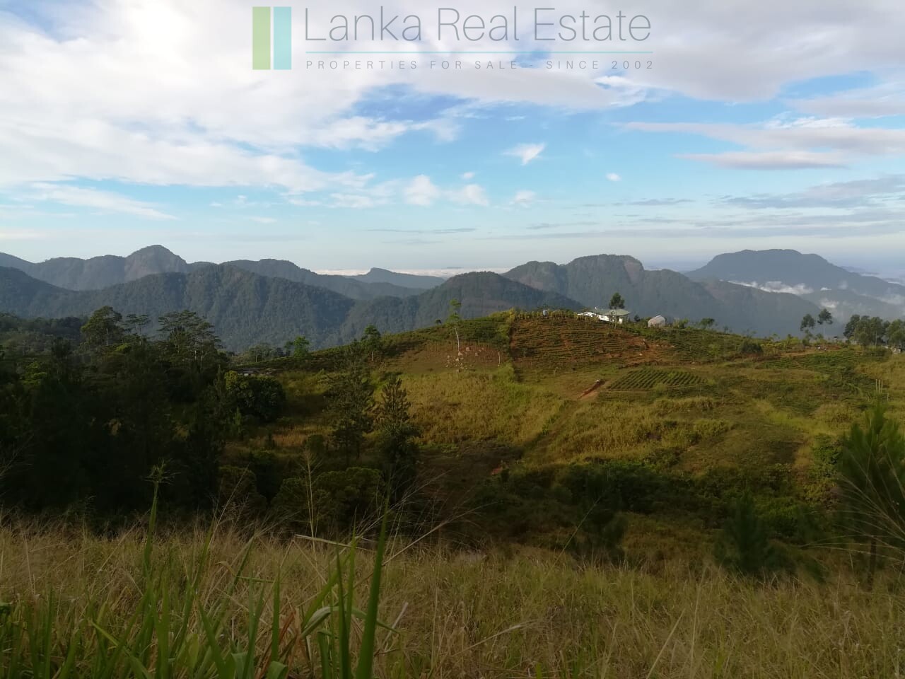 Thirty three acres in hill country with small tea estate