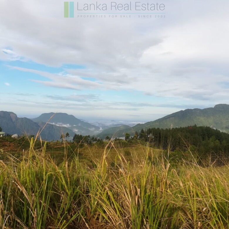 Thirty three acres in hill country with small tea estate