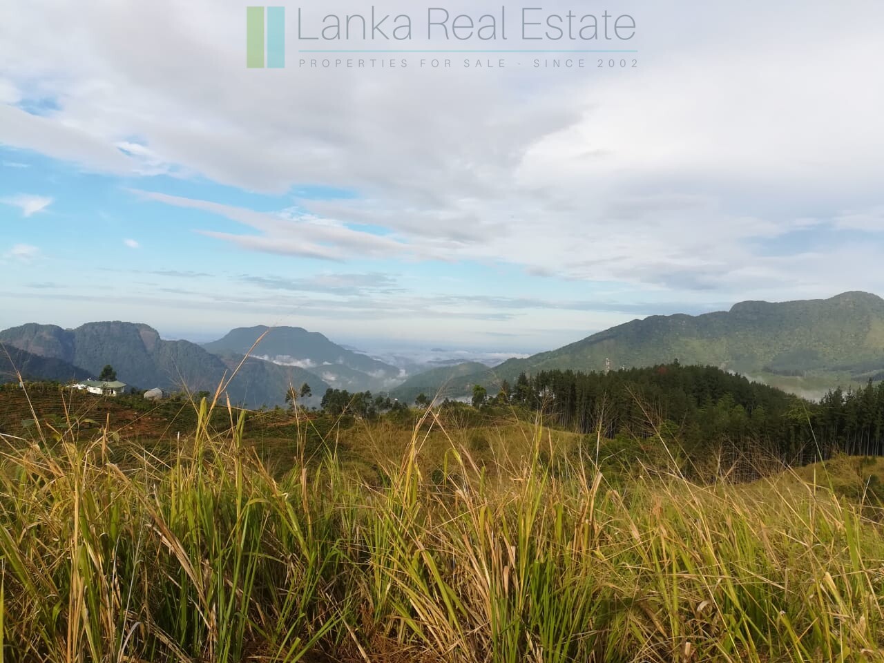 Thirty three acres in hill country with small tea estate