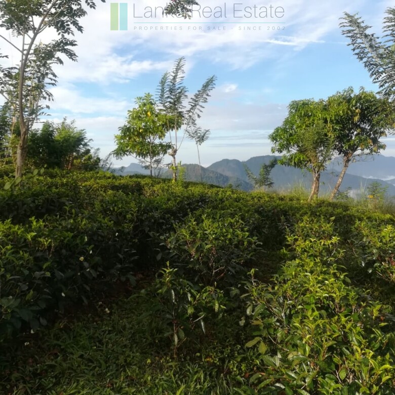 Thirty three acres in hill country with small tea estate