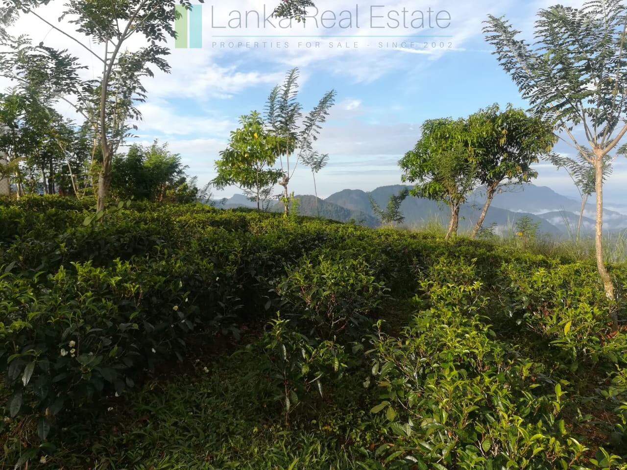 Thirty three acres in hill country with small tea estate