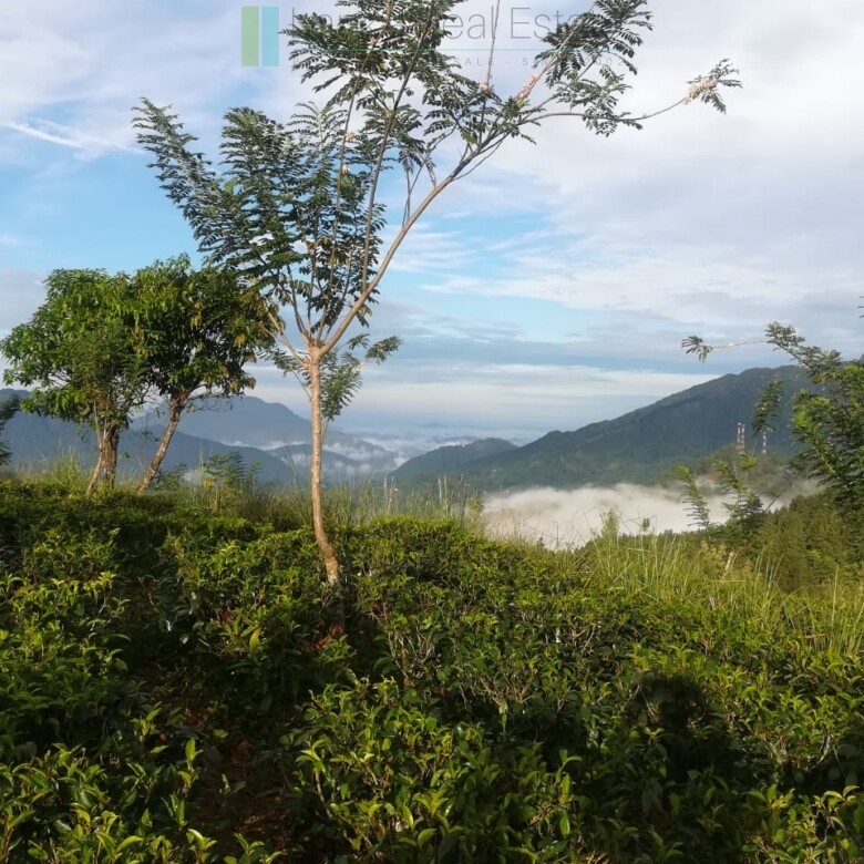 Thirty three acres in hill country with small tea estate