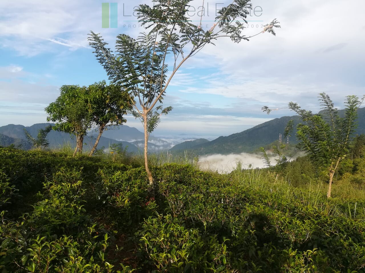 Thirty three acres in hill country with small tea estate