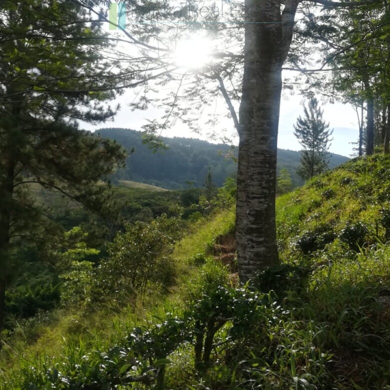 Thirty three acres in hill country with small tea estate
