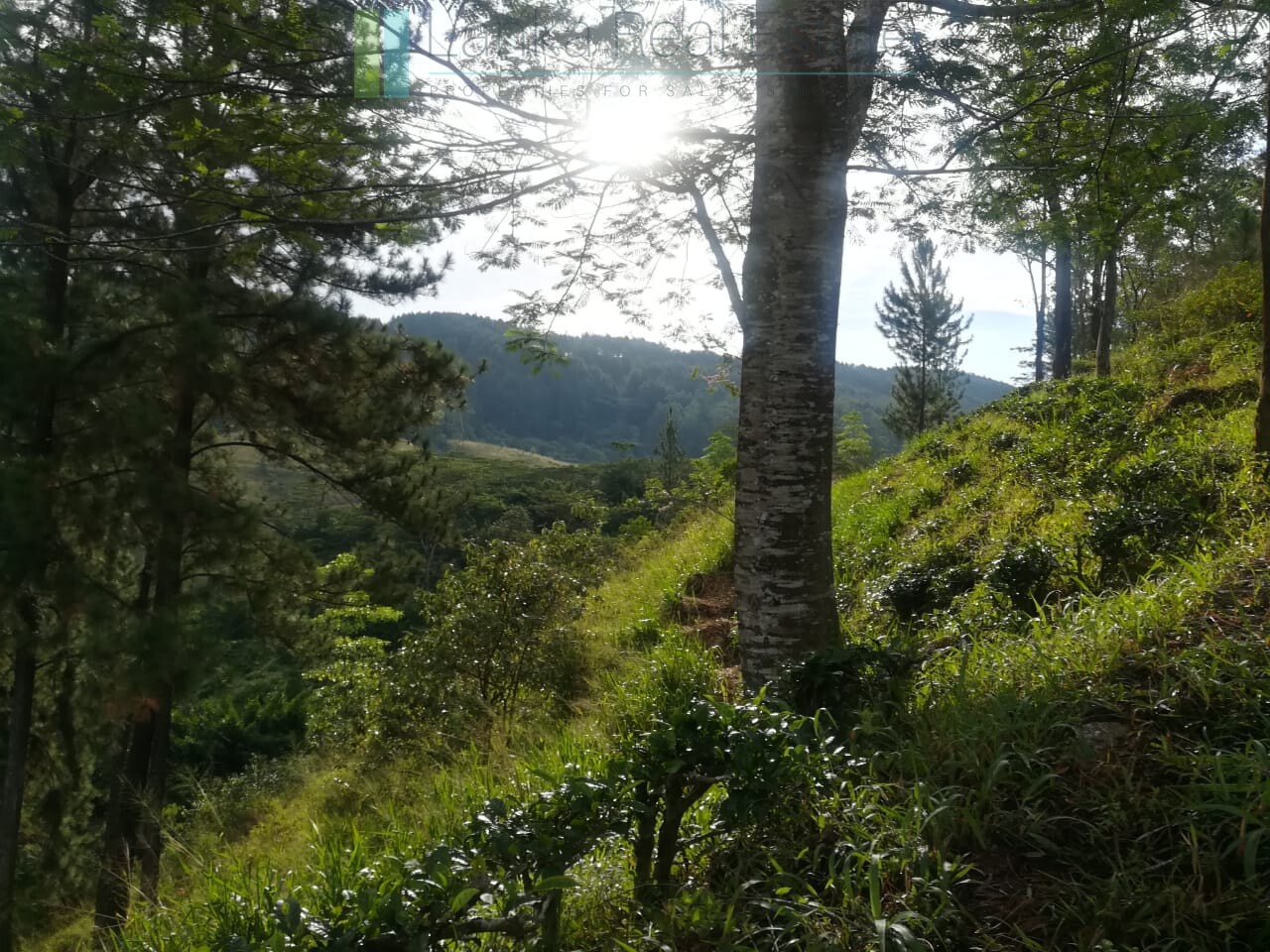 Thirty three acres in hill country with small tea estate