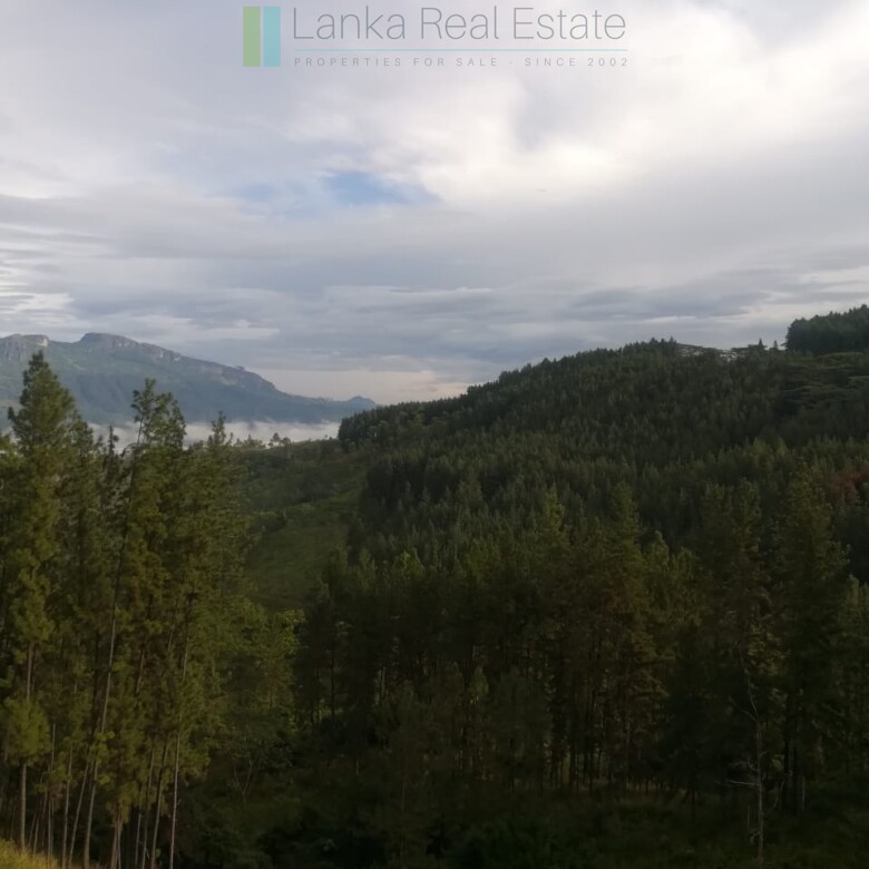 Thirty three acres in hill country with small tea estate