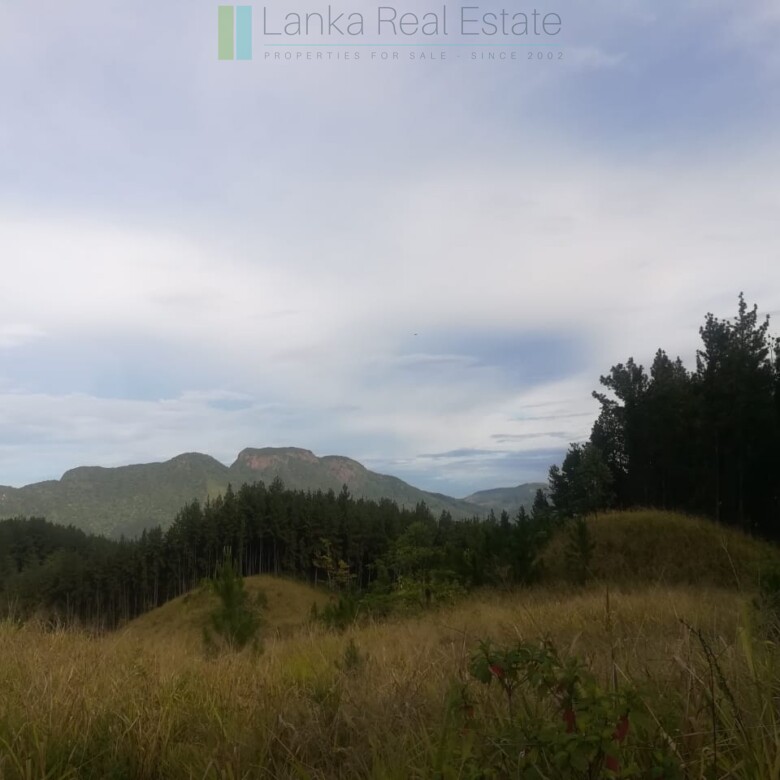 Thirty three acres in hill country with small tea estate