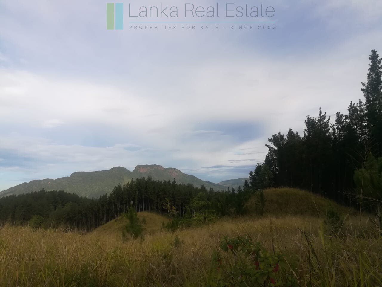 Thirty three acres in hill country with small tea estate