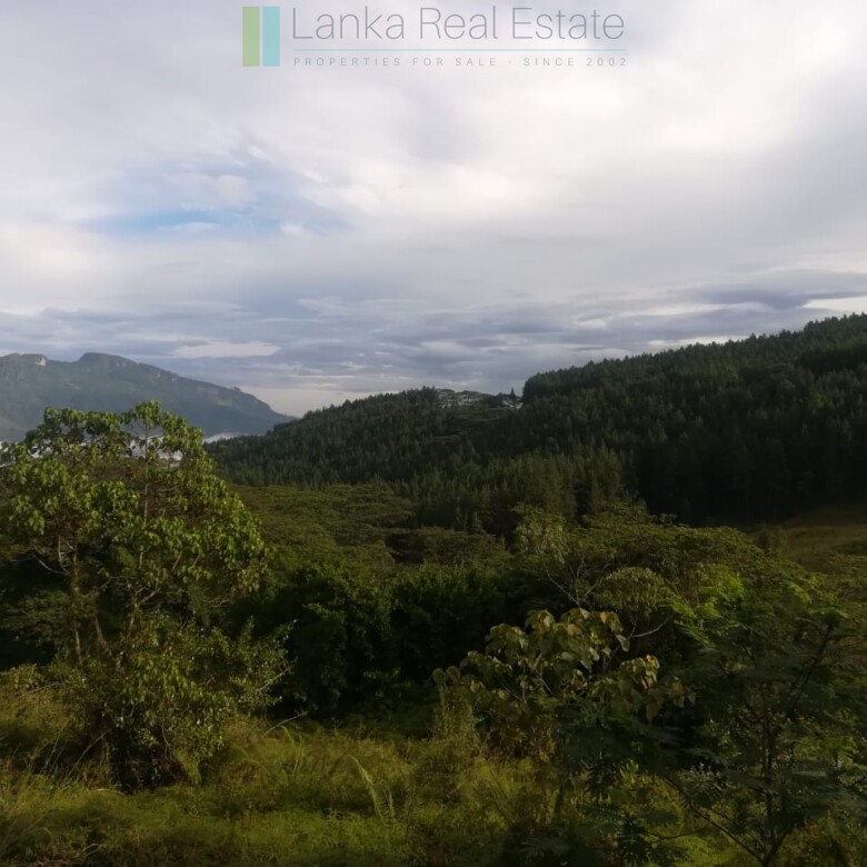 Thirty three acres in hill country with small tea estate