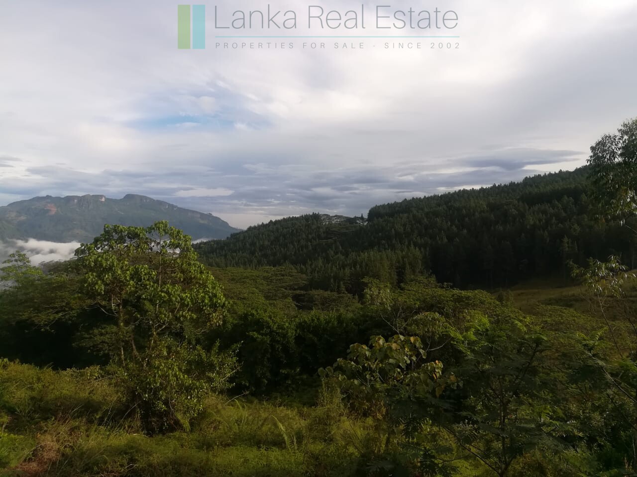 Thirty three acres in hill country with small tea estate