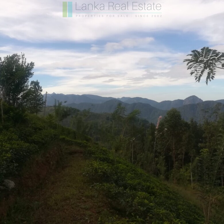 Thirty three acres in hill country with small tea estate