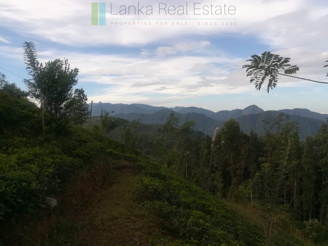 Thirty three acres in hill country with small tea estate