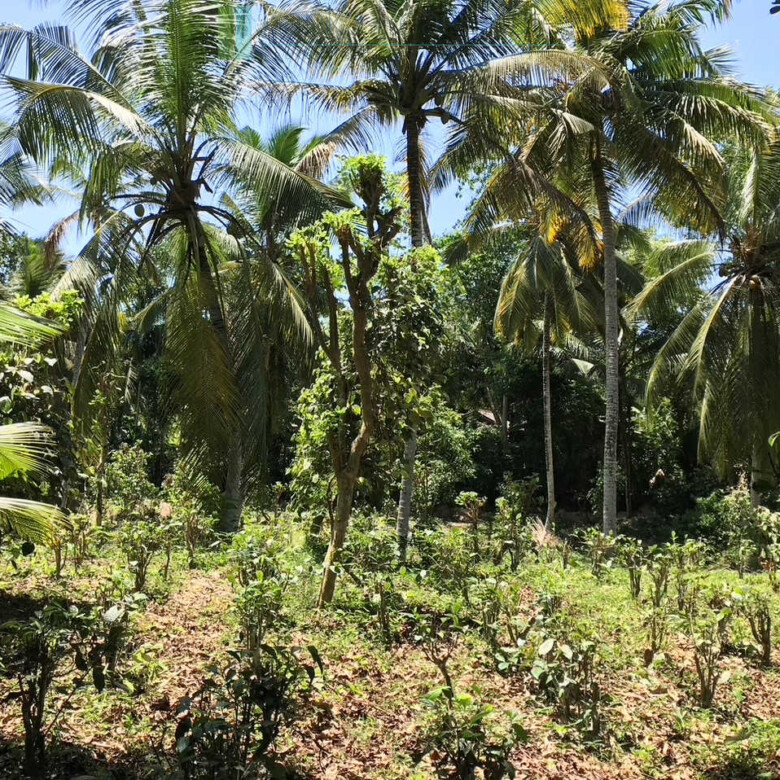 Old house on one acre development plot at Pilana near Galle