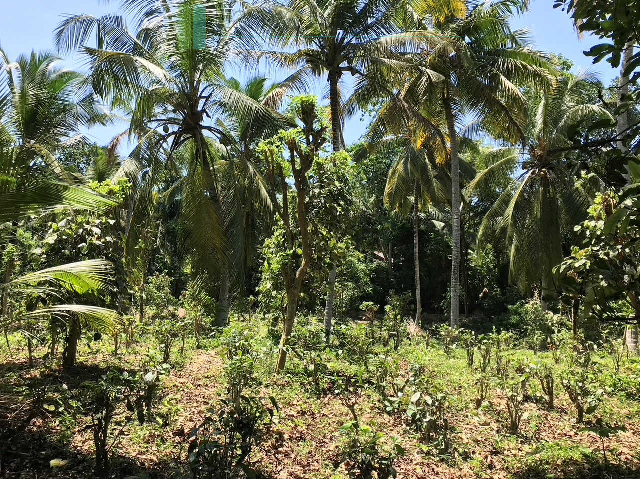 Old house on one acre development plot at Pilana near Galle
