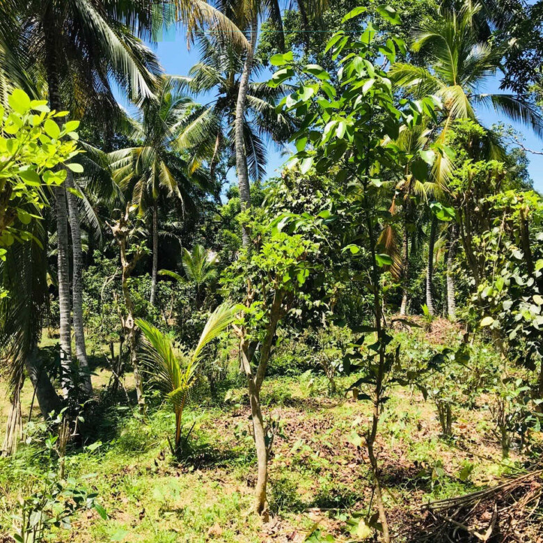 Old house on one acre development plot at Pilana near Galle