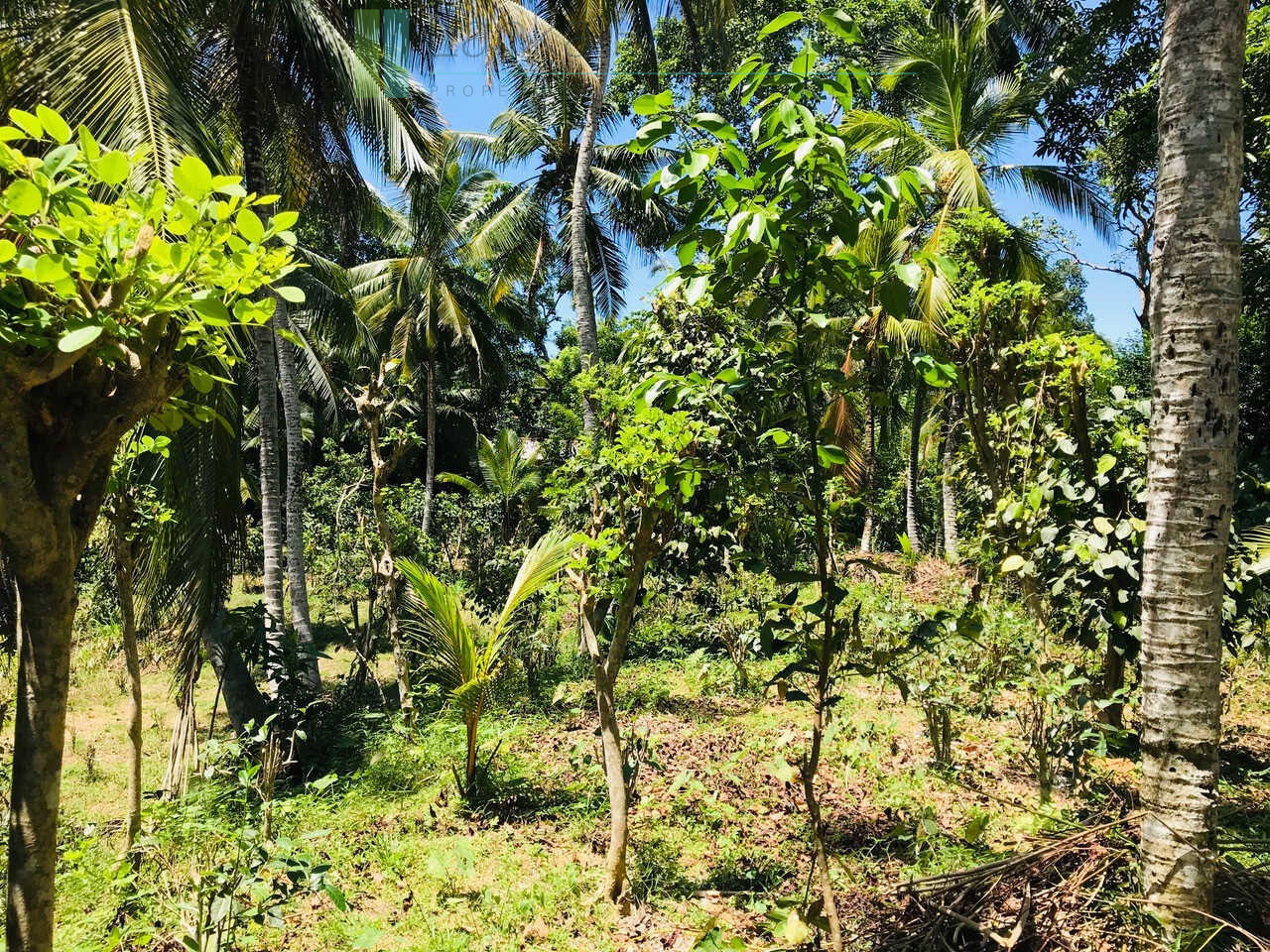 Old house on one acre development plot at Pilana near Galle