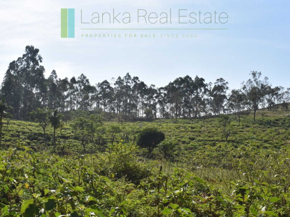 Five acre hill country estate with tea and vegetable cultivation