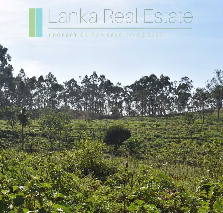 Five acre hill country estate with tea and vegetable cultivation