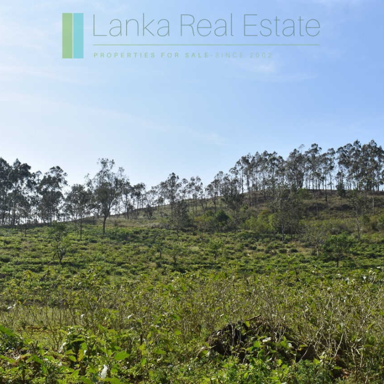 Five acre hill country estate with tea and vegetable cultivation