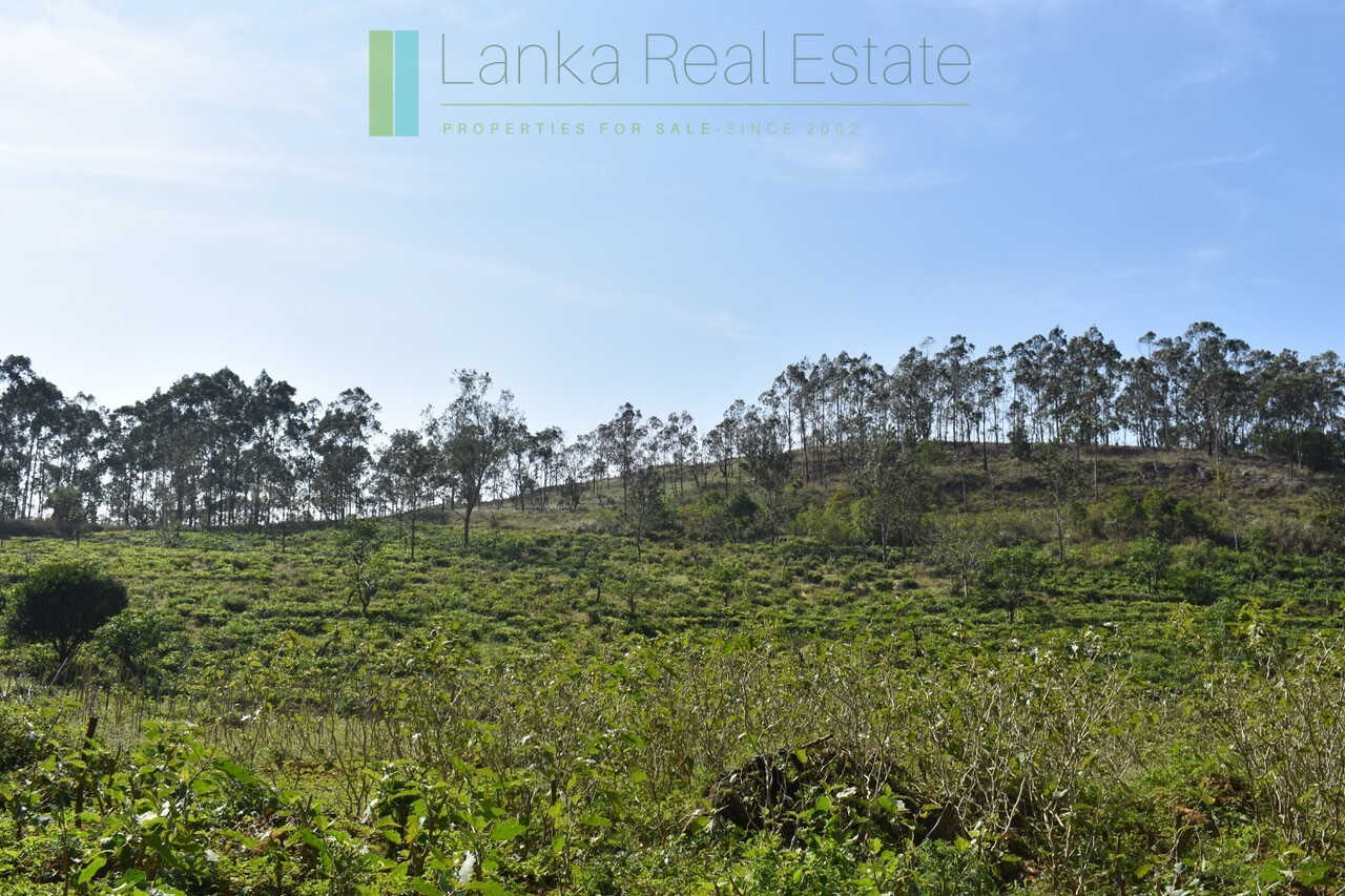 Five acre hill country estate with tea and vegetable cultivation