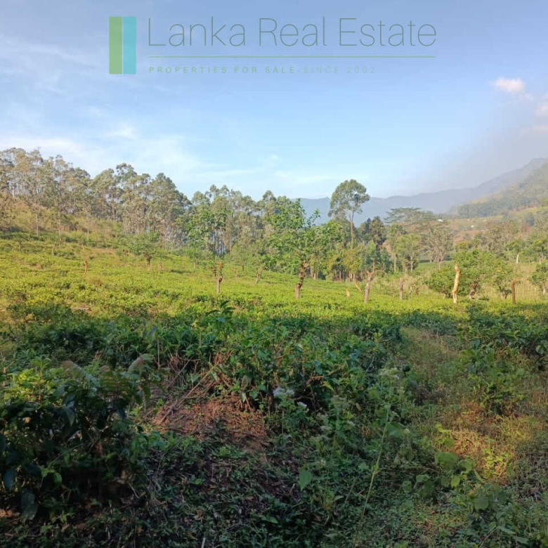 Five acre hill country estate with tea and vegetable cultivation