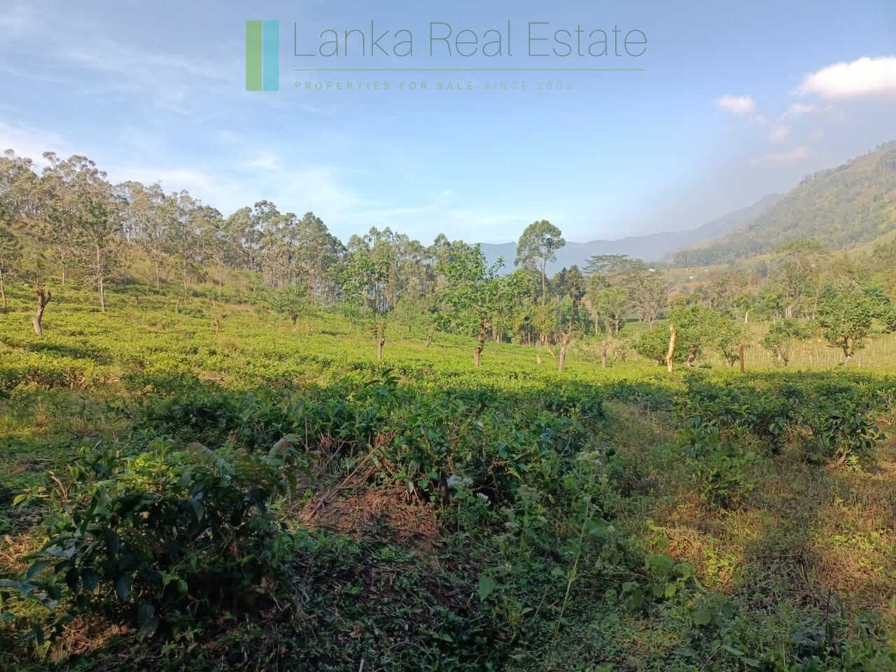 Five acre hill country estate with tea and vegetable cultivation