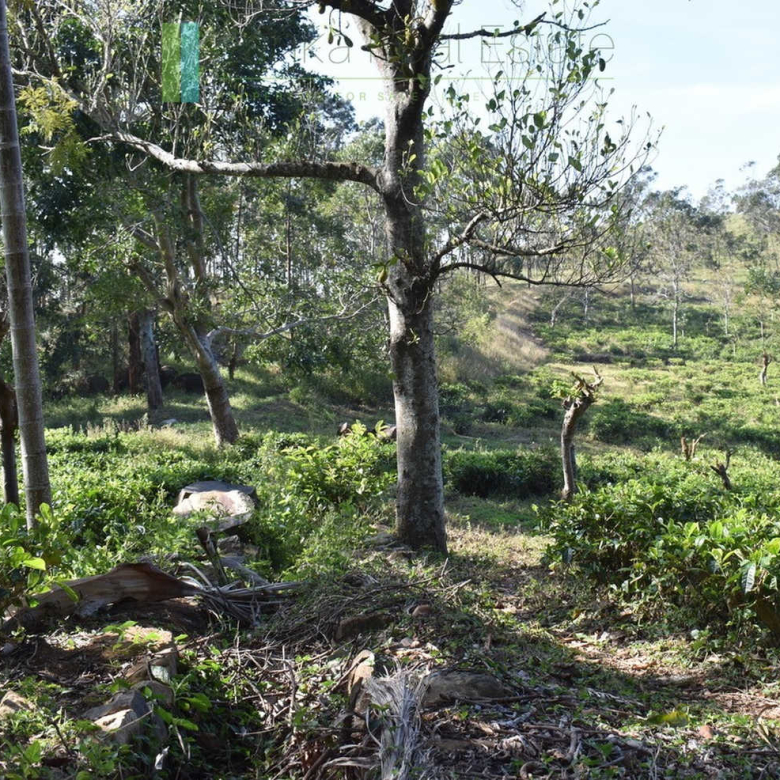 Five acre hill country estate with tea and vegetable cultivation