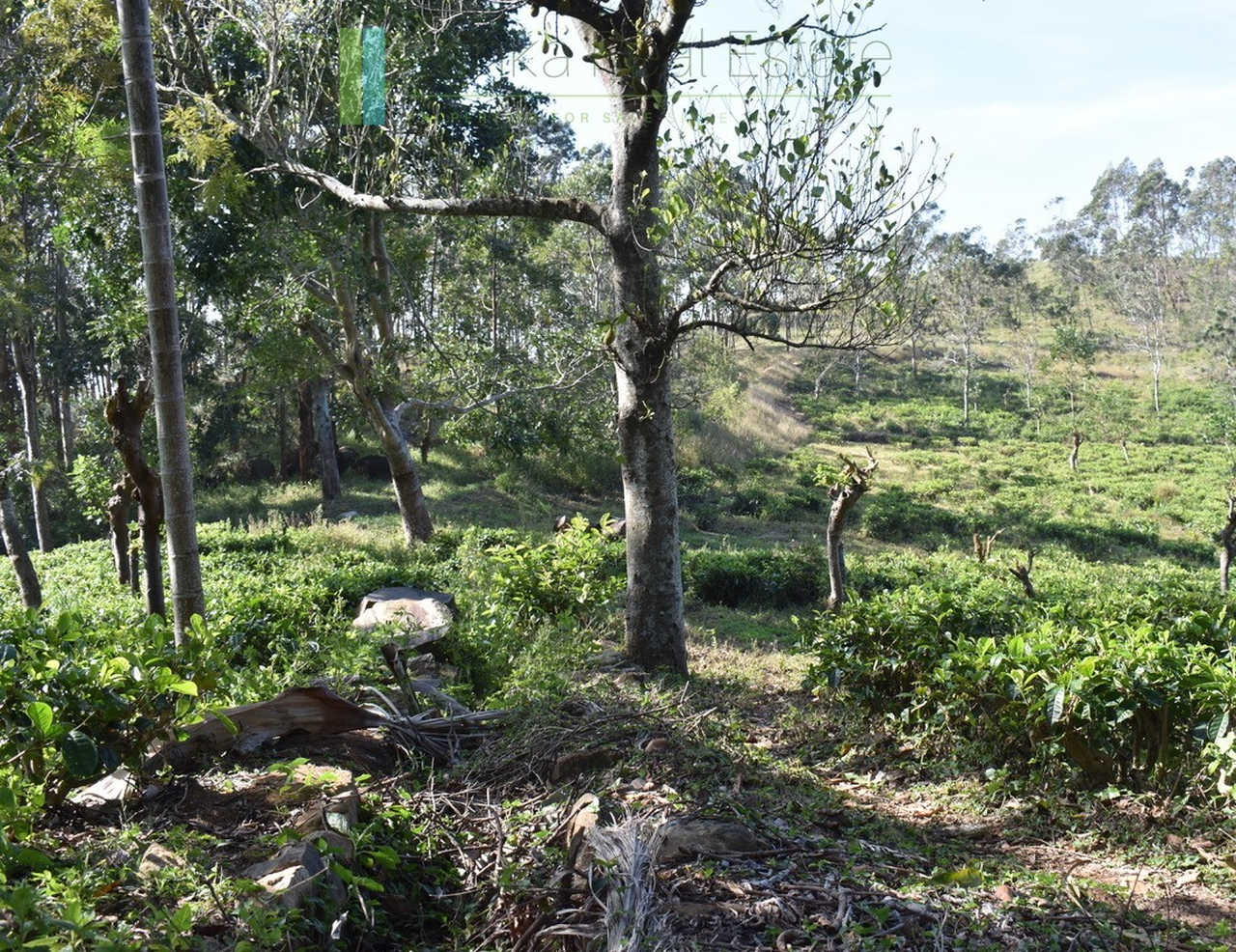 Five acre hill country estate with tea and vegetable cultivation