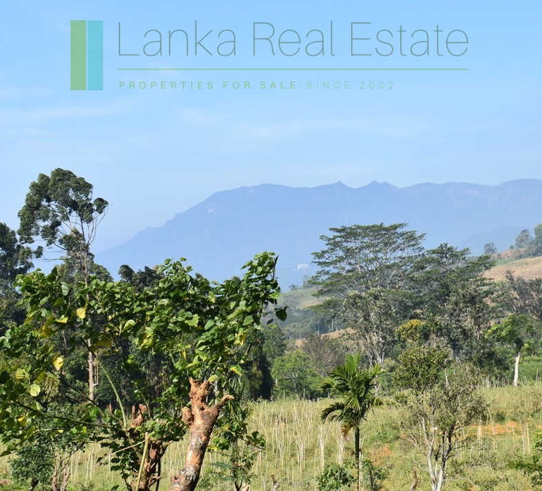 Five acre hill country estate with tea and vegetable cultivation