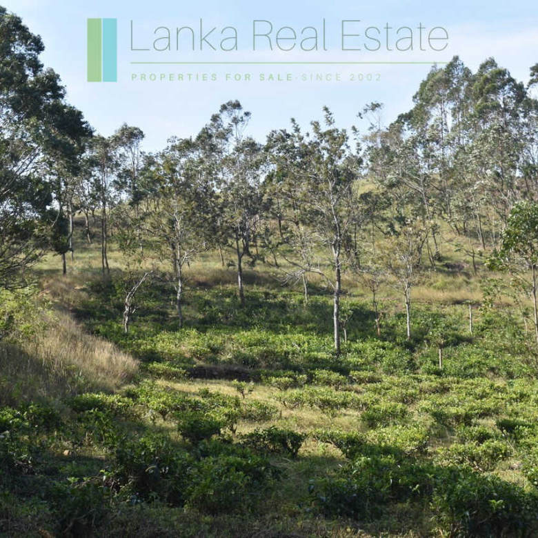 Five acre hill country estate with tea and vegetable cultivation