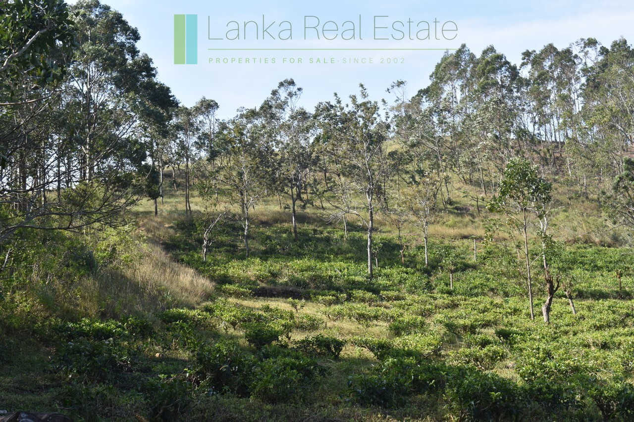 Five acre hill country estate with tea and vegetable cultivation