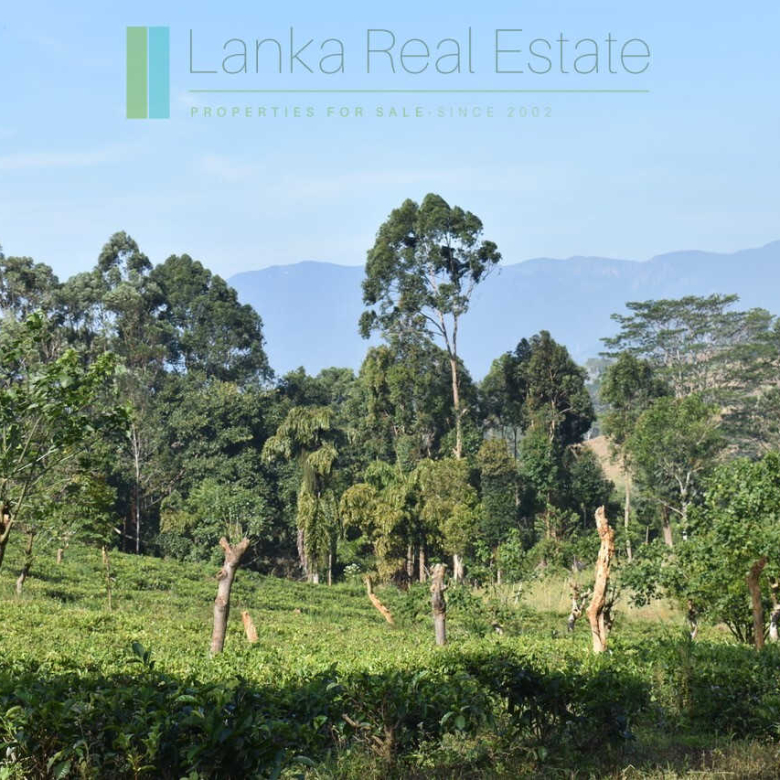 Five acre hill country estate with tea and vegetable cultivation