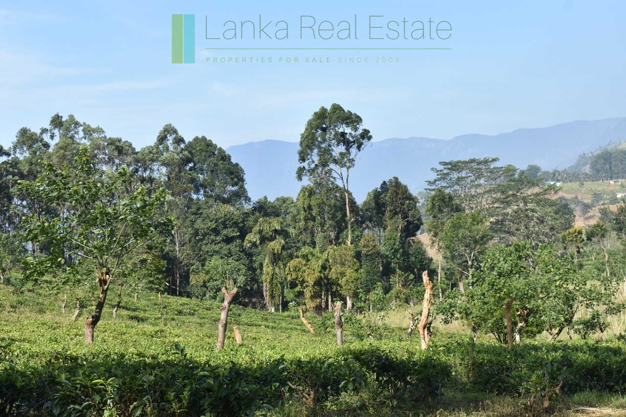 Five acre hill country estate with tea and vegetable cultivation