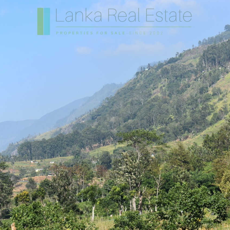 Five acre hill country estate with tea and vegetable cultivation