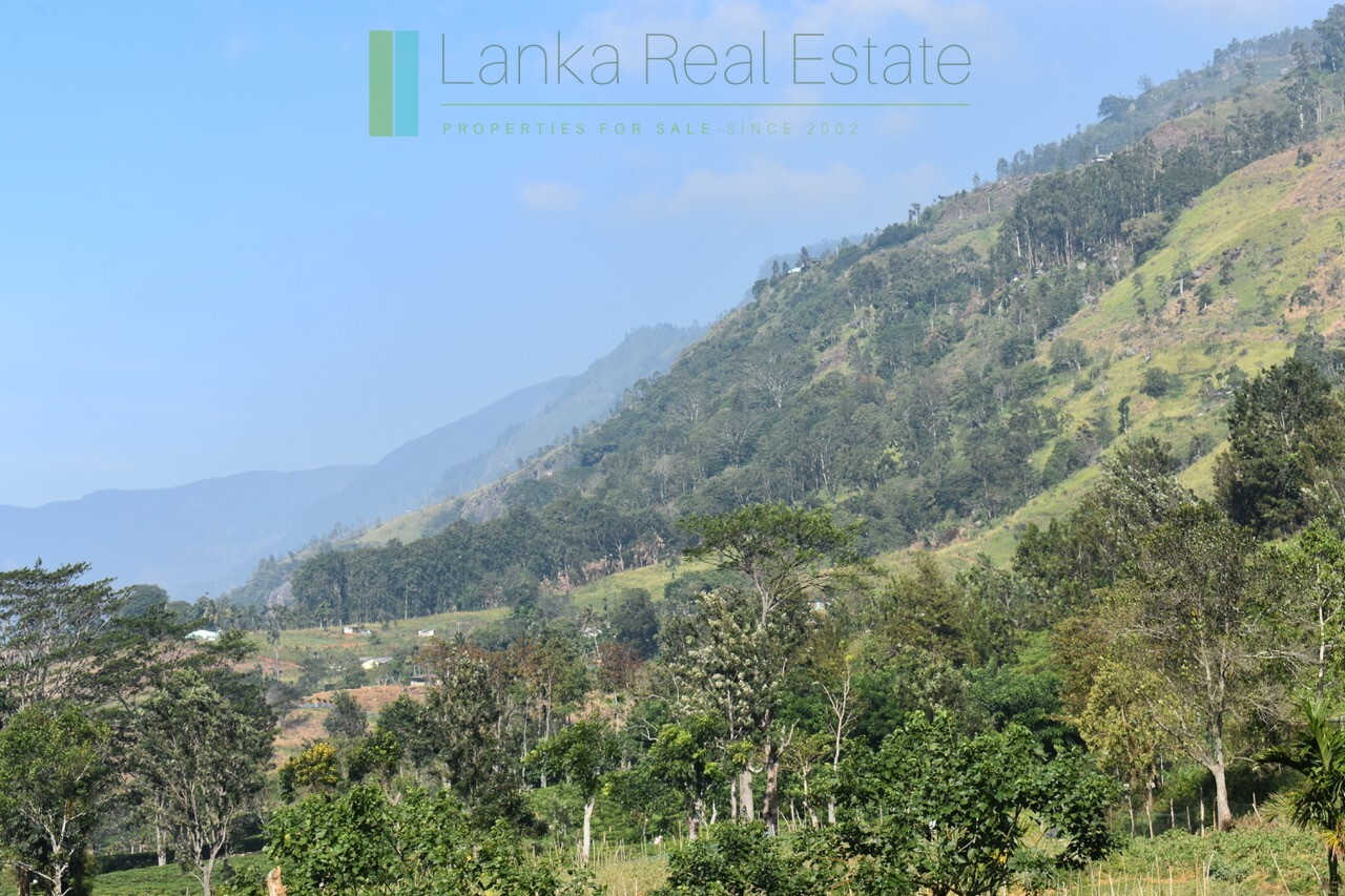 Five acre hill country estate with tea and vegetable cultivation