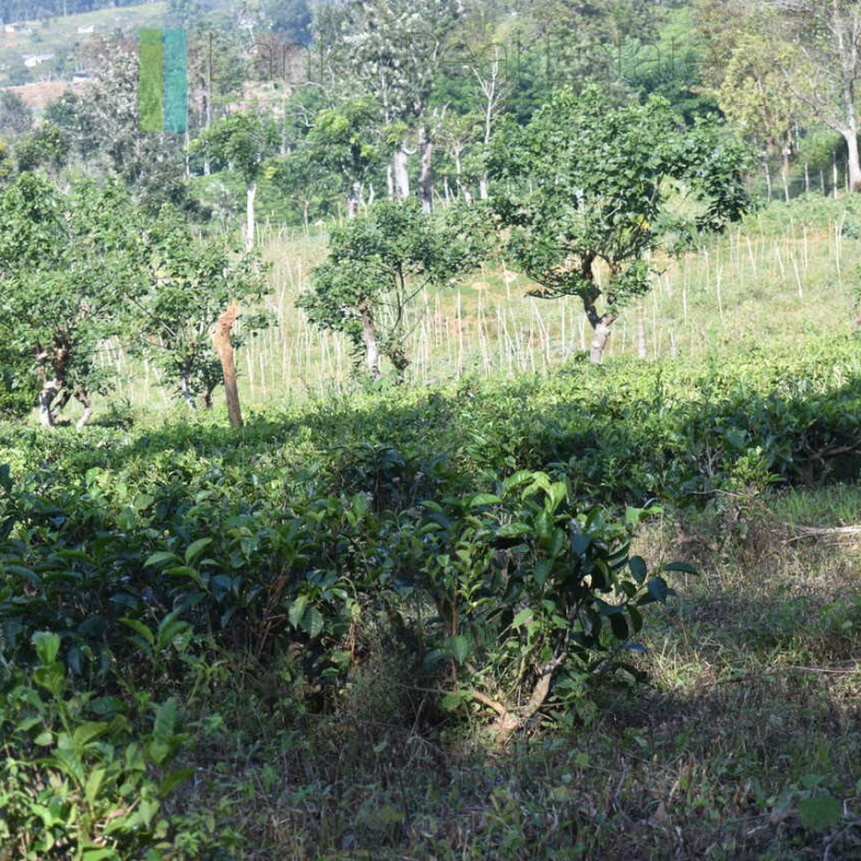Five acre hill country estate with tea and vegetable cultivation