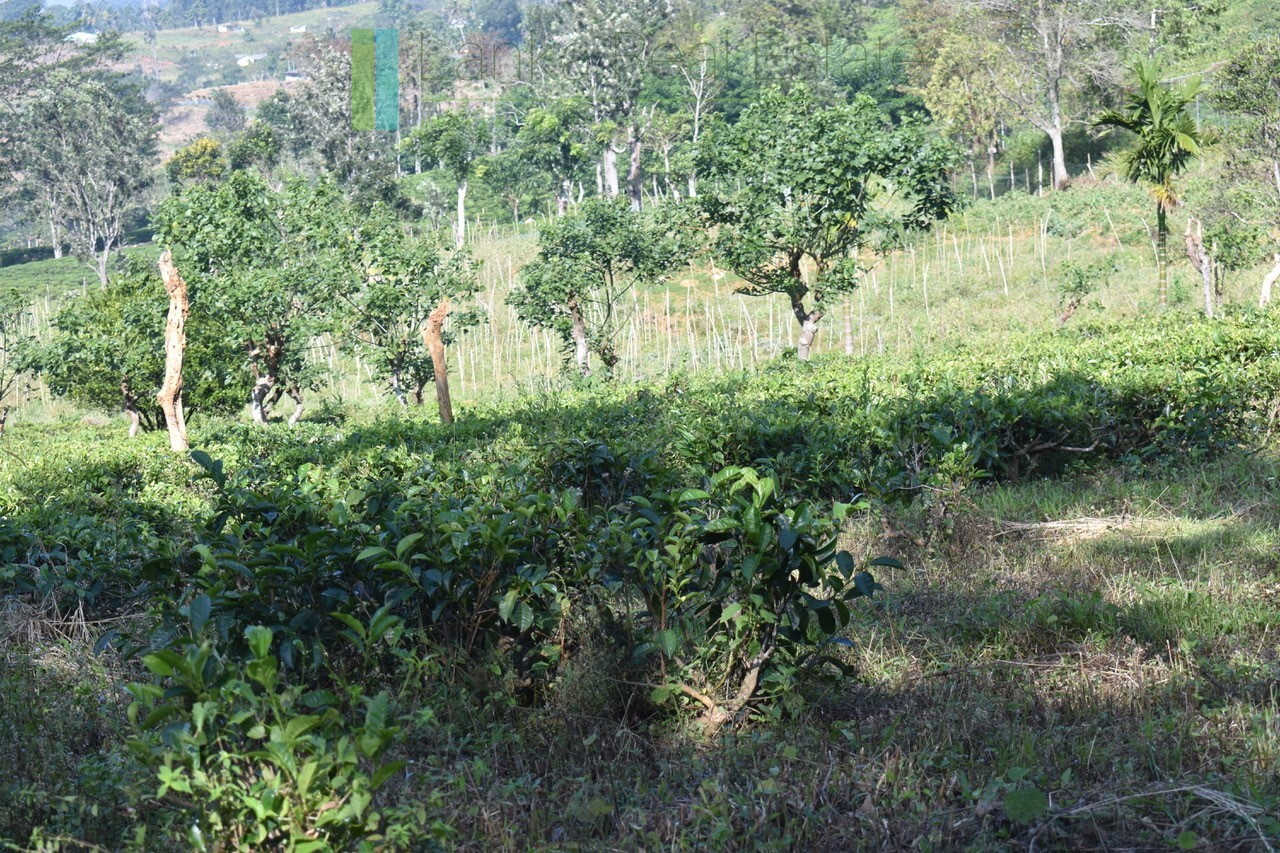 Five acre hill country estate with tea and vegetable cultivation