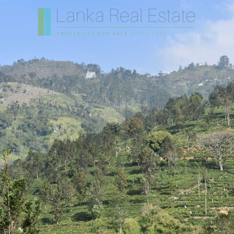 Five acre hill country estate with tea and vegetable cultivation
