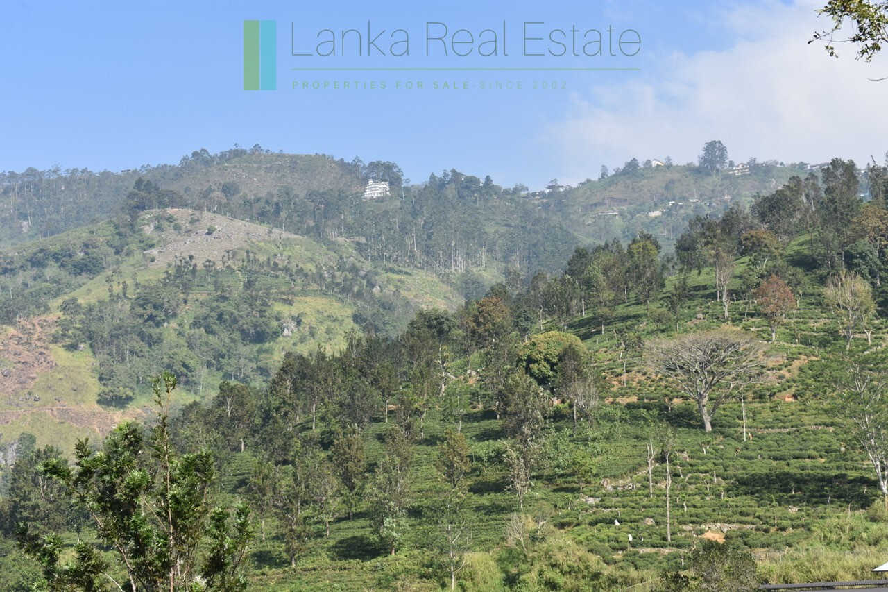 Five acre hill country estate with tea and vegetable cultivation