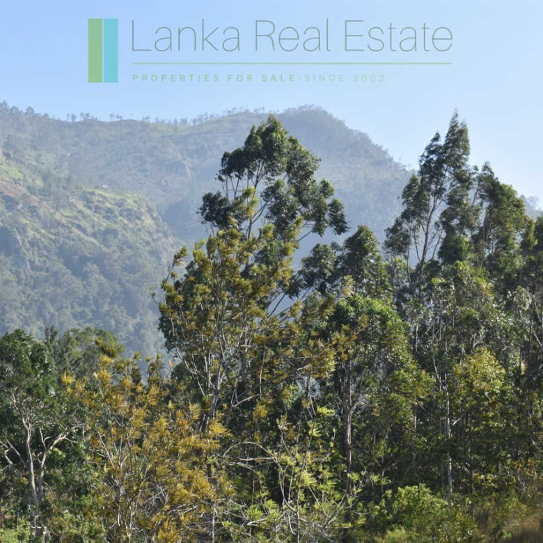 Five acre hill country estate with tea and vegetable cultivation
