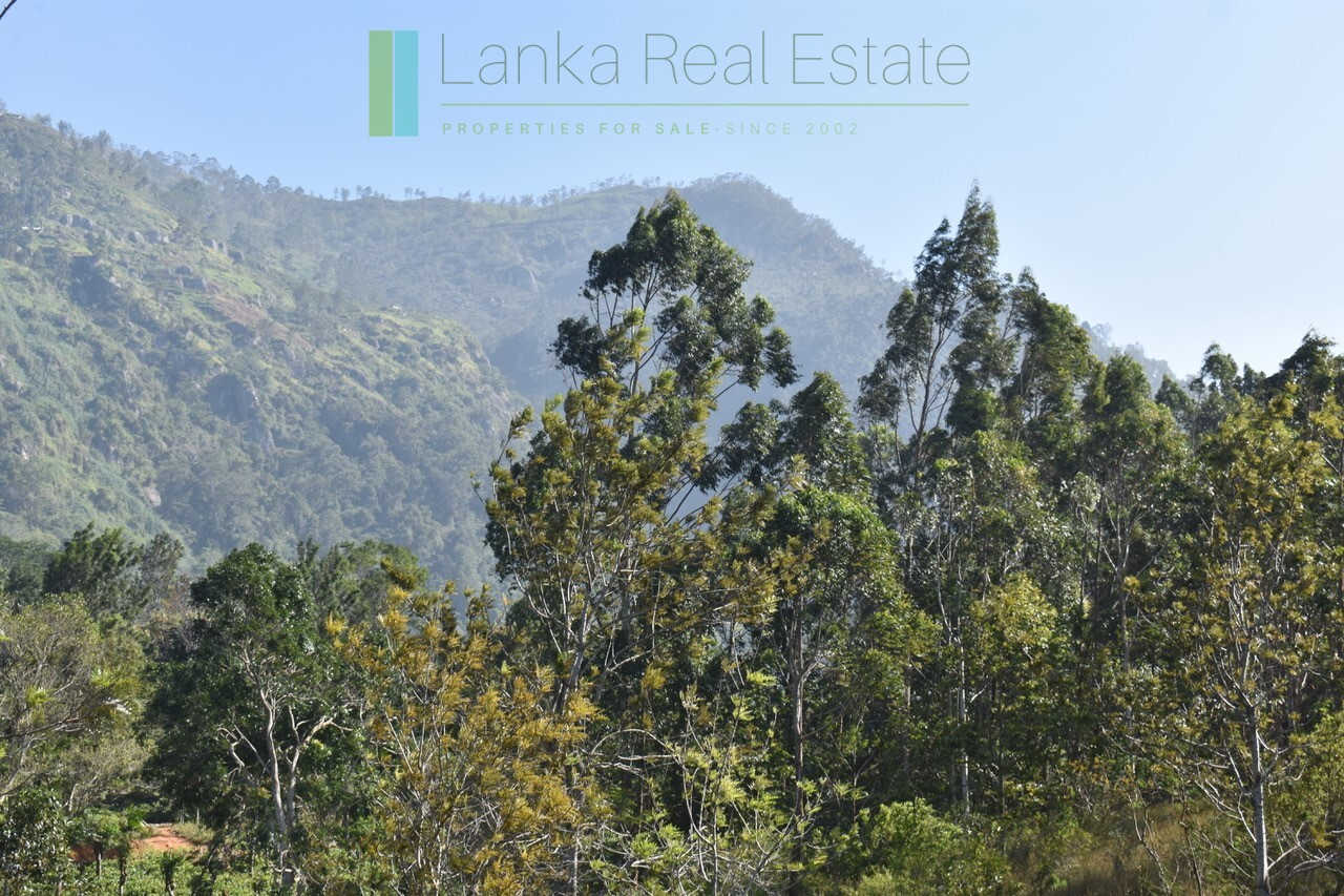 Five acre hill country estate with tea and vegetable cultivation