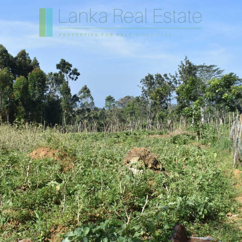 Five acre hill country estate with tea and vegetable cultivation