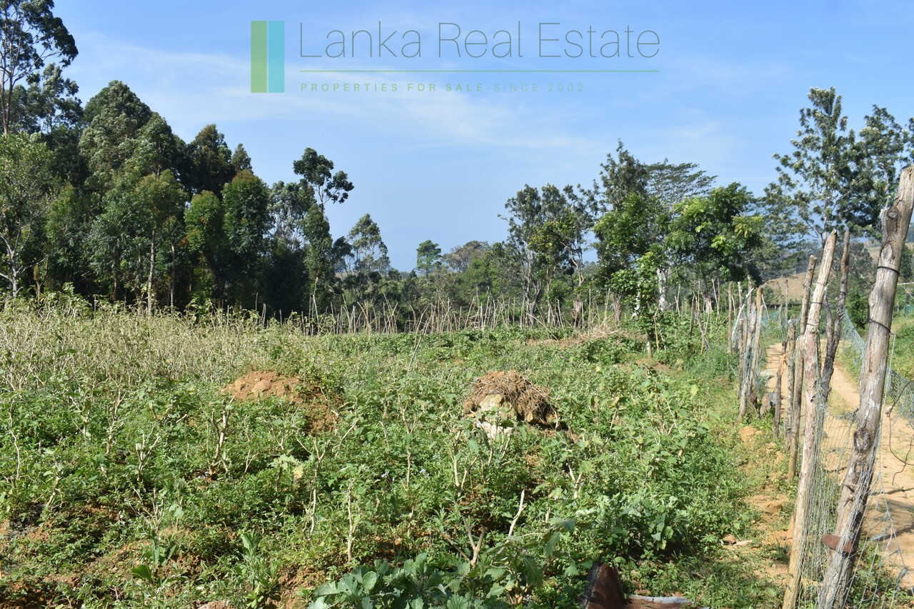 Five acre hill country estate with tea and vegetable cultivation