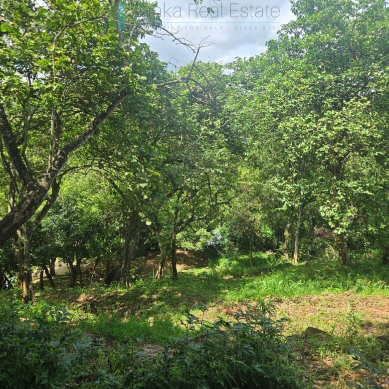 Elevated ocean view land near Tangalle