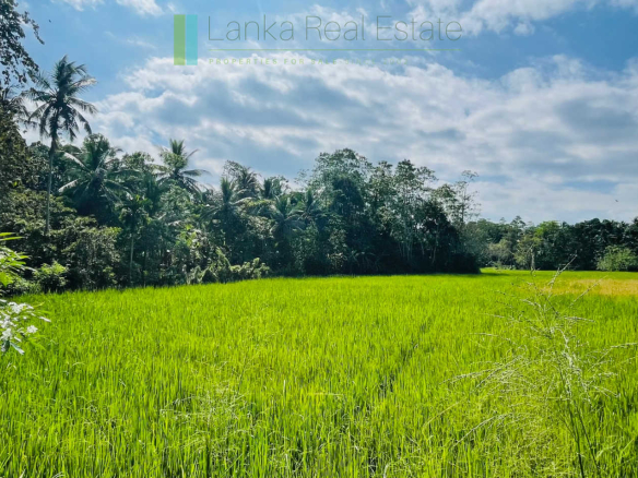 Two acre paddy view with potential in Habaraduwa